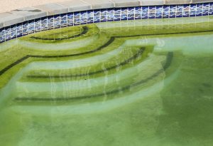 Remove Dead Algae from Pool Bottom