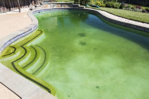 FAQs About Remove Dead Algae From Pool Bottom