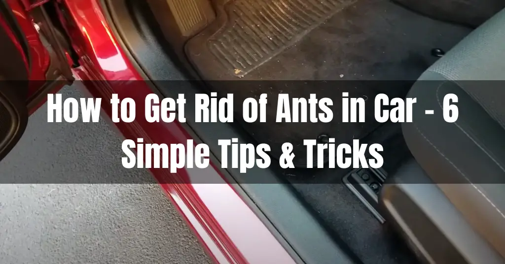 How to Get Rid of Ants in Car – 6 Simple Tips & Tricks
