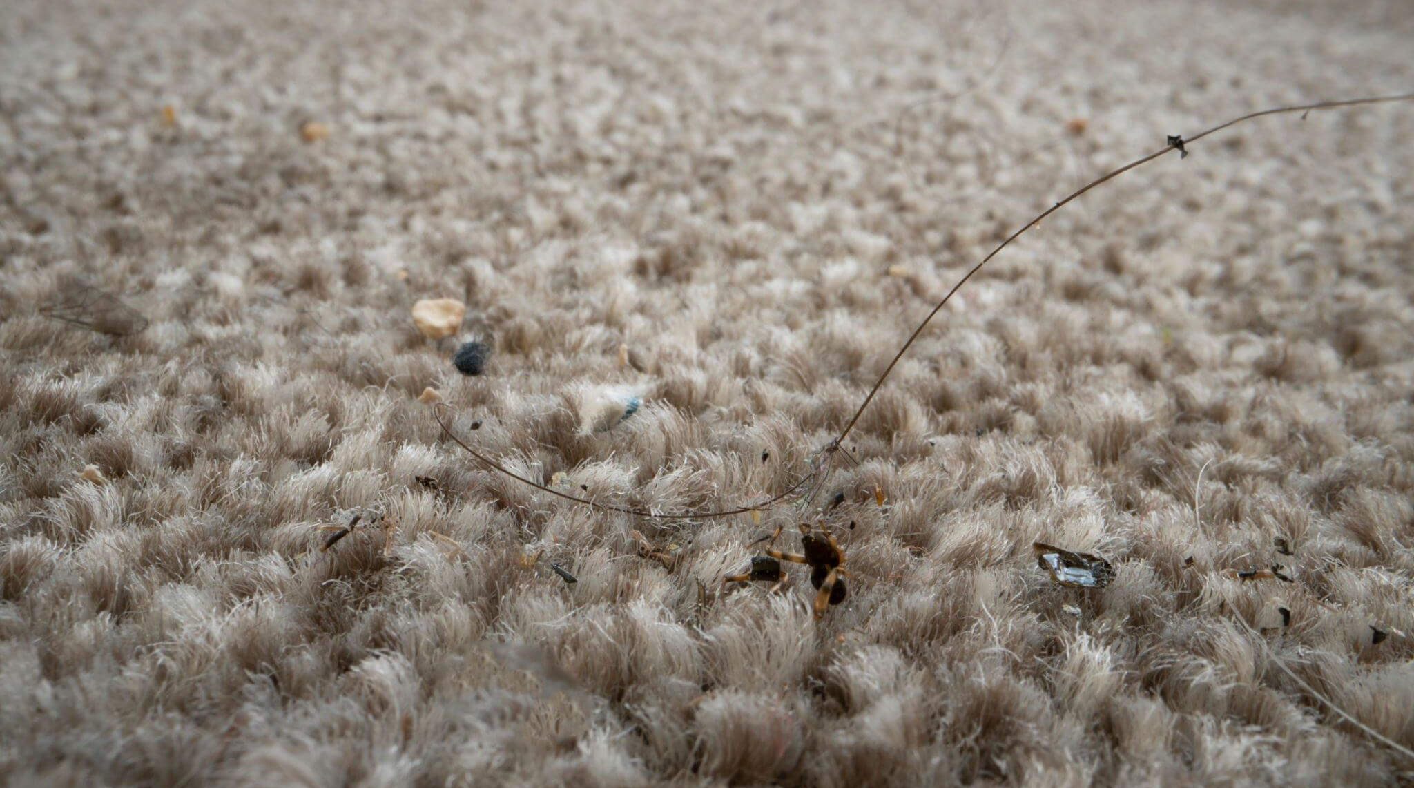 How to Get Ash Out of Carpet 5 Easy Steps You Should Know