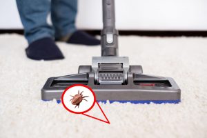 FAQ About Vacuum for Fleas