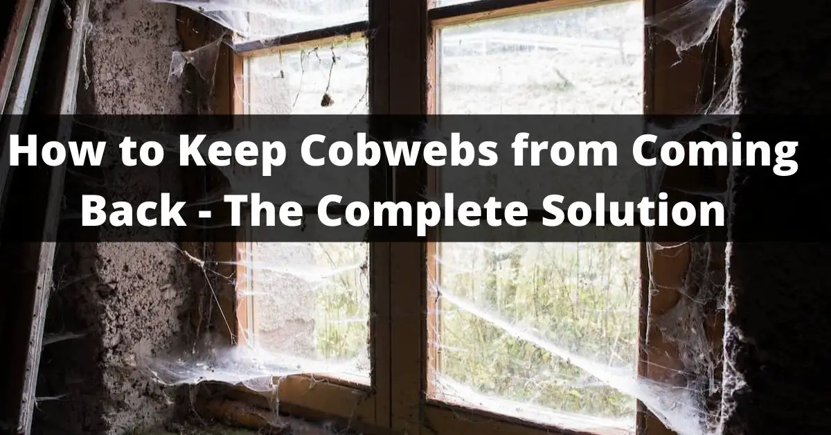 How to Keep Cobwebs from Coming Back