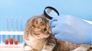 How does A Cat with Worms Affect Your Houses Cleanliness?