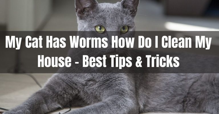 My Cat Has Worms How Do I Clean My House You Must Know