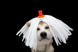 Mop for Dog Hair Reviews & Buying Guides