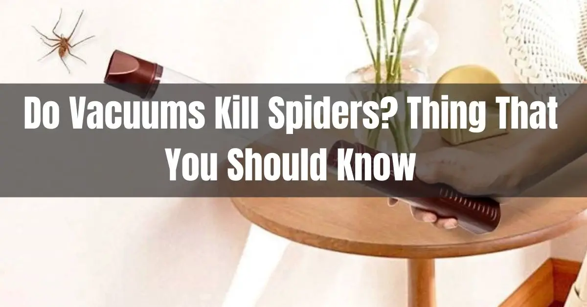 do vacuums kill spiders
