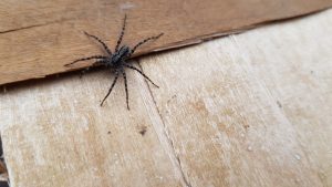 FAQ About Vacuums Kill Spiders