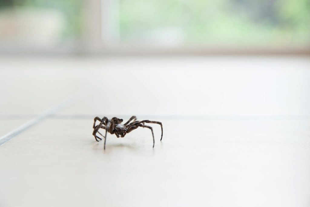 Do Vacuums Kill Spiders ? Thing That You Should Know Cleansefy