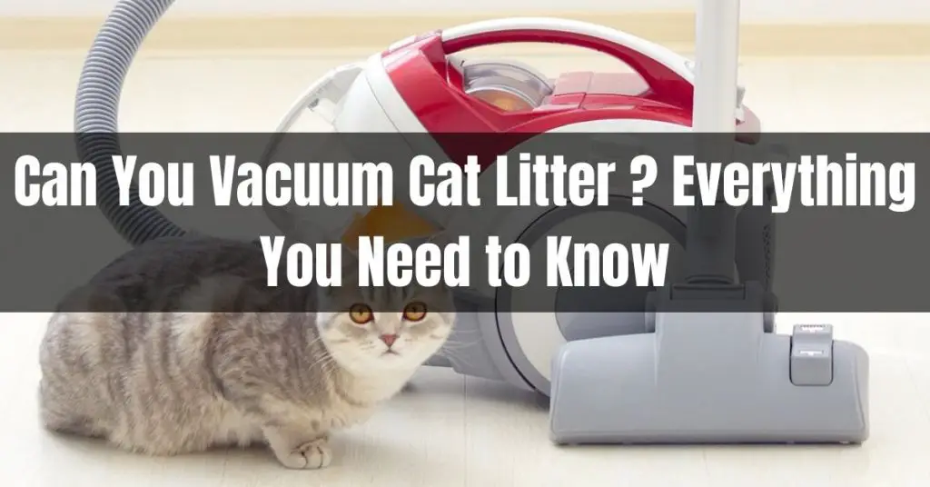 Can You Vacuum Cat Litter