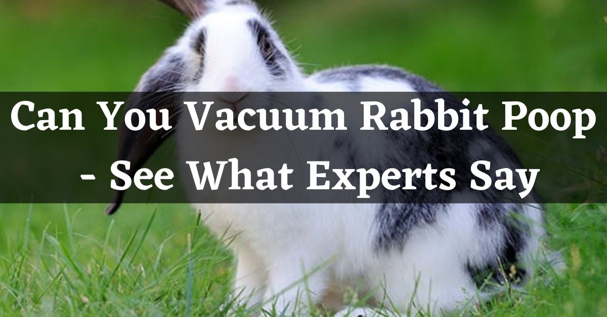 can you vacuum rabbit poop